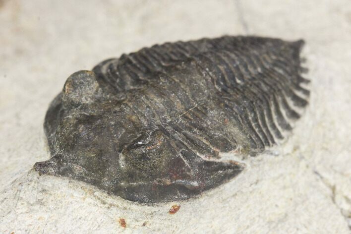 Bargain, Pseudocryphaeus Trilobite - Lghaft, morocco #126916